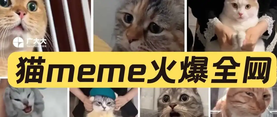 梗大大丨看了一天猫meme,我居然做起了手游素材……