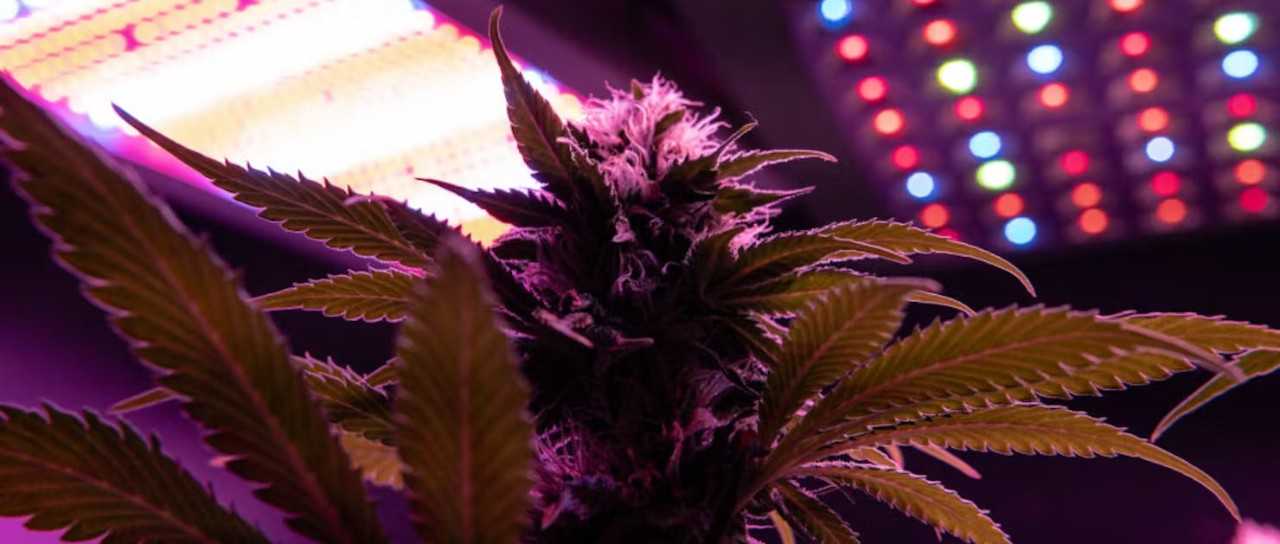 4月1号，德国《大麻法案》正式生效。新的机会独立站爆品一植物生长灯。