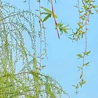 亚马逊广告怎么打才有效?