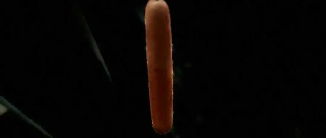 真正的本土化从追本土明星开始!