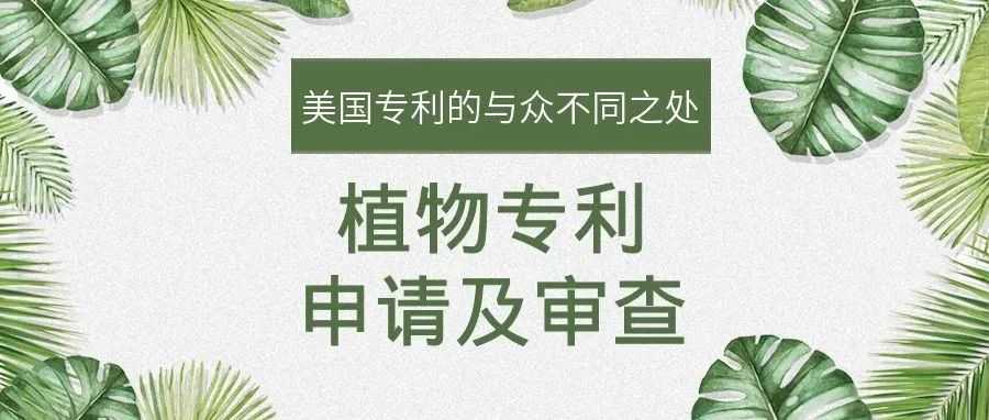 【美国专利的与众不同之处】植物专利申请及审查