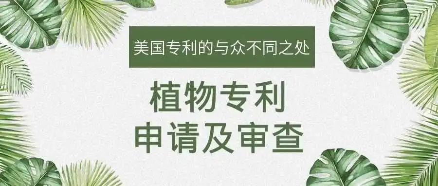 【美国专利的与众不同之处】植物专利申请及审查