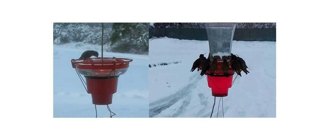 【侵权快讯】25-cv-3157 又一款蜂鸟喂食装备发案！这些图片都有版权保护，速看避雷！