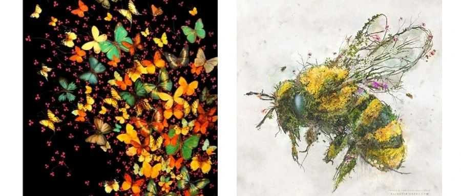 Keith准时向大家报道：3张昆虫图已被我代理维权~