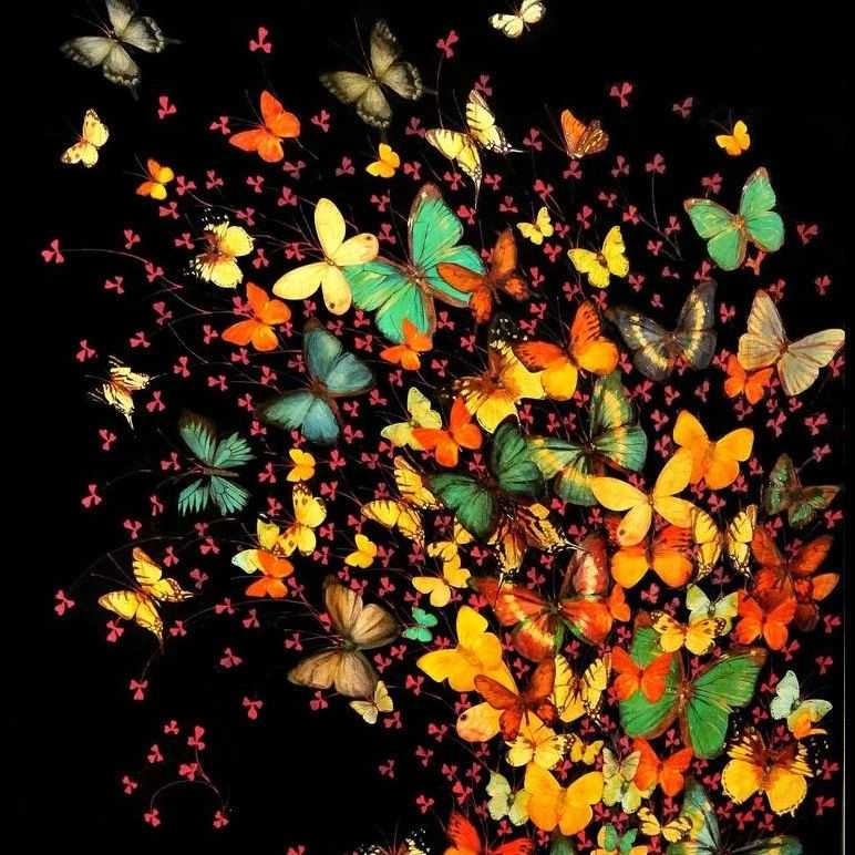 【25-cv-6246】警惕!Elizabeth Anne Evans《黑色背景上的蝴蝶》版权TRO维权,未开始冻结账户资金!