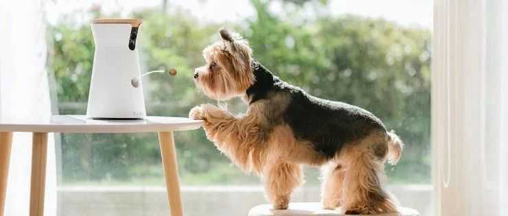 仅用3个SKU，年卖千万美金！连续霸榜亚马逊宠物摄像头多年，Furbo是怎么做到的？