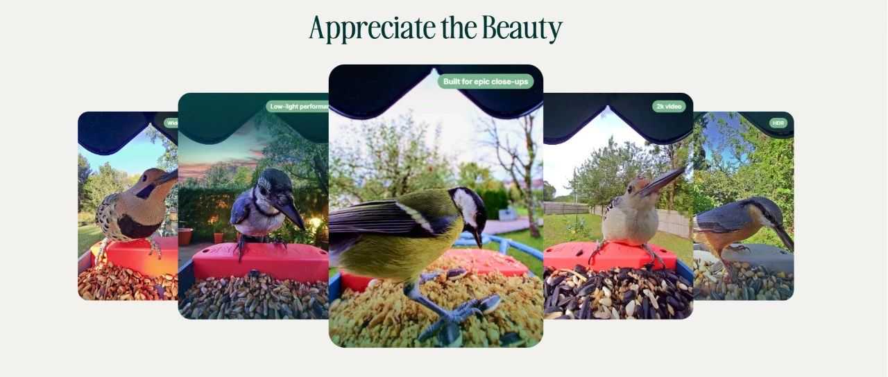 除了博客营销，海外获得419万欧元众筹的Birdbuddy品牌还做了哪些？