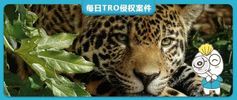 【25-cv-927】68家跨境店中招!5张Collin Bogle野生动物版权TRO维权,涉及亚马逊/Temu/沃尔玛平台!