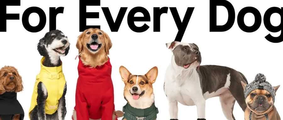 一根狗绳北美卖爆：Wilderdog如何让养狗人为户外豪掷千金？