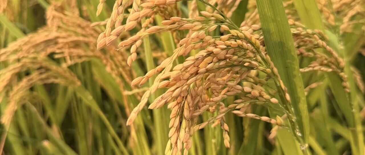 跨境平台涉税申报推进：亚马逊备案落地，官方指引待明晰！