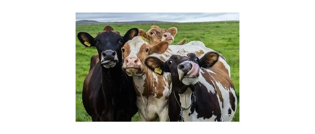 【侵权快讯】25-cv-13459 Keith全新版权案速看避雷！这张四只奶牛的摄影作品不能用了！