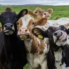 【25-cv-13459】四头奶牛看镜头的趣味摄影作品发起TRO，Birkir Eythor Asgeirsson作品加入维权！