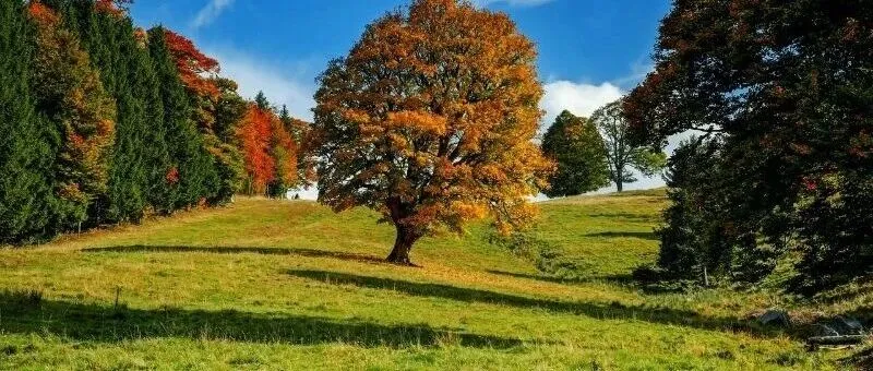 什么是生成式引擎优化(GEO)?