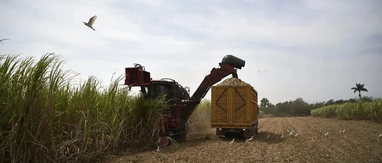 最高210.44%!墨西哥:调整食糖进口关税!