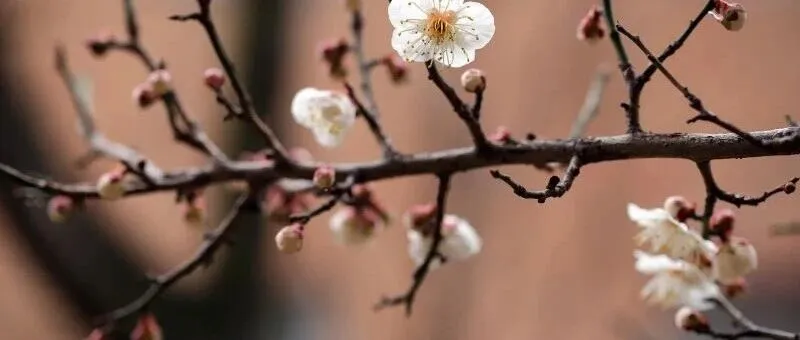 GEO实践: 追踪AI搜索中的品牌声誉