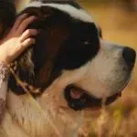 给老年狗狗喂保健品，它年赚2亿美金！