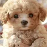 爆卖1.1万件！西班牙TikTok近7天销量王，这款AI机器狗有何魔力？