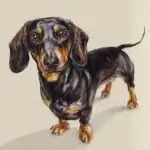 【25-cv-15493】120家跨境卖家中招!这款腊肠犬肖像画版权TRO诉讼突袭,Justine Osborne作品侵权高危!