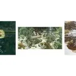 【侵权快讯】25-cv-15682 Keith代理Bev Doolittle 3张水彩版权发案！速排查下架！