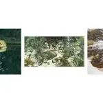 【侵权快讯】25-cv-15682 Keith代理Bev Doolittle 3张水彩版权发案!速排查下架!