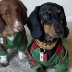 2026美加墨世界杯，又爆单了！TikTok正把足球变成一场“全球消费大狂欢”