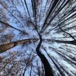 又一家日企品牌官宣解散中国团队！