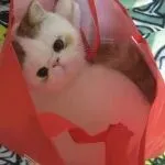 亚马逊年营收首破7000亿:十年赶超沃尔玛,零售王座或易主