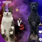 玩转海外红人接力赛，这家AI企业30天拿下千万下载