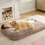 【26-cv-1436】跨境电商一款人宠折叠床美国外观专利TRO维权，专利号D1007772，正处于立案阶段！宠物品卖家注意了！