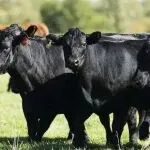 “牛荒”警报:美国肉牛存栏量跌至75年最低