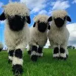 3月海外营销日历:国际妇女节,开斋节,洒红节,国际幸福日,世界水日...