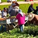 美国农业部下调2025年农业收入预期，疲软态势将持续至2026年