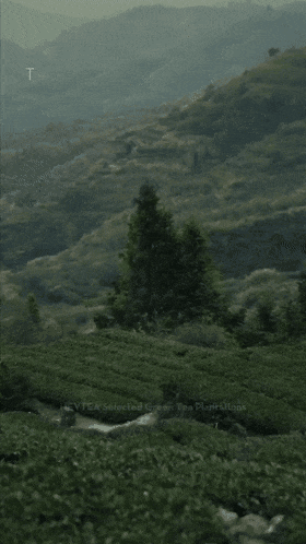 1785919209445892.gif 1785919209445892.gif