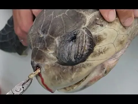 【Forrest观跨境●48期】一只野生海龟带来的亿万商机：Planet or Plastic