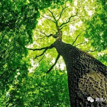 致跨境电商新卖家 - 该如何努力,才能做好亚马逊?