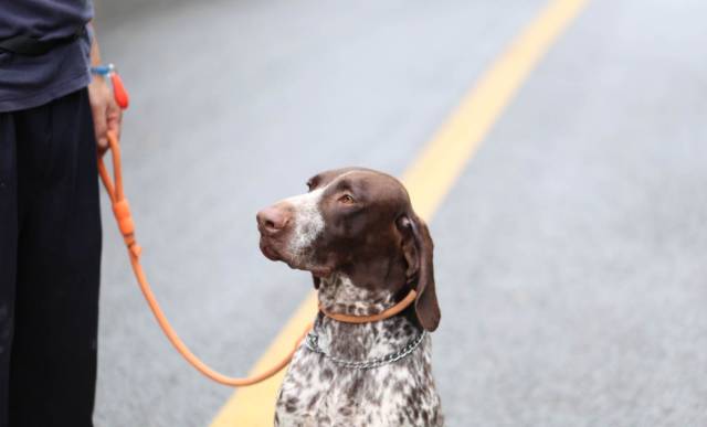 Zacro 重返品牌榜首位丨2月19日美亚 Pet Supplies 品类爆款分析