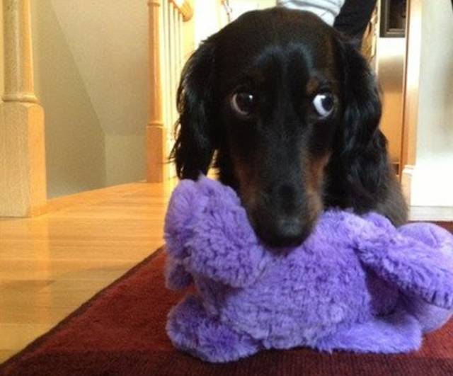 KONG 宠物狗玩具连续7日蝉联榜首丨11日美亚 Pet Supplies 品类爆款分析