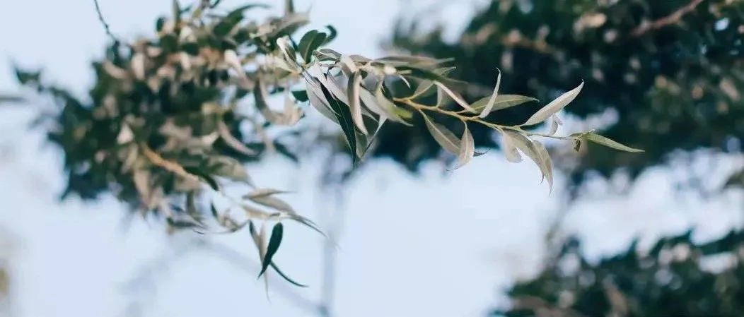 【新】亚马逊Review评分系统采取最新的综合计算得分方法,深刻管制操纵评论行为,第三方刷单/自刷/养号等等面临挑战!