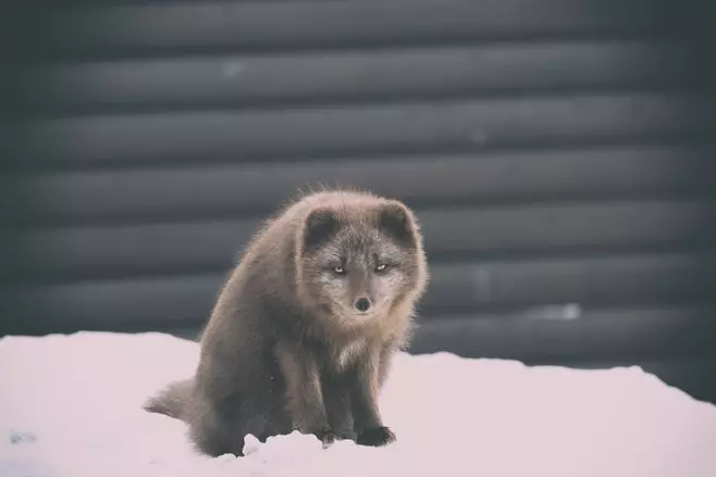 a dark brown snow fox looking at the camera with squinting eyes on a mound of snow in front of a garage door