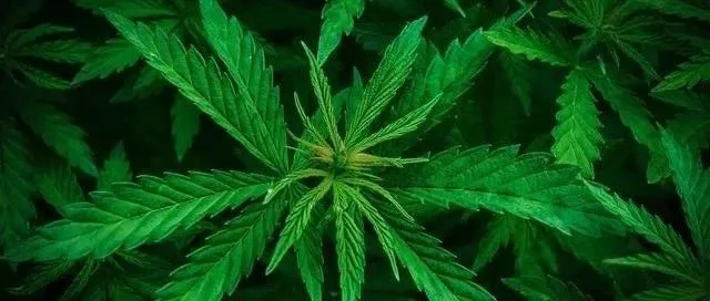 从加拿大毒品合法化，看跨境电商 大麻周边 爆款产品涌现！