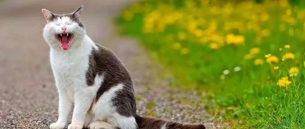 猫猫好撸?亚马逊一袋猫砂100+,某宝猫砂盆5000+,但仍要注意避免侵权网红猫!
