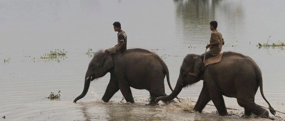 ​老虎出逃、野牛狂奔：传说中的洪水猛兽再度出现在印度