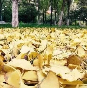 国务院常务会议 :促进跨境贸易投资便利化