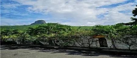 有棵树母公司Q3财报:营收增加329.71%