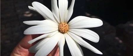 天猫国际2020年开放全面招商 与国内600家品牌服务商携手