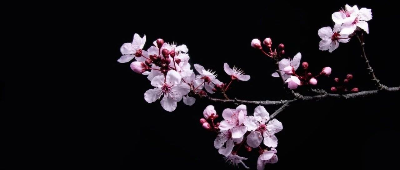 “樱花”搜索热度超“口罩”，3月的人们最关心美股、新基建与国外疫情