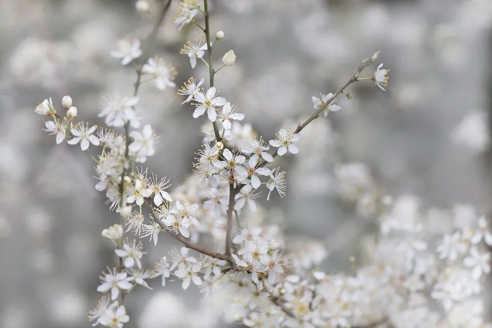 樱桃李, 杏, 血梅, 桃花枝, 白, 树, 春天, 樱花