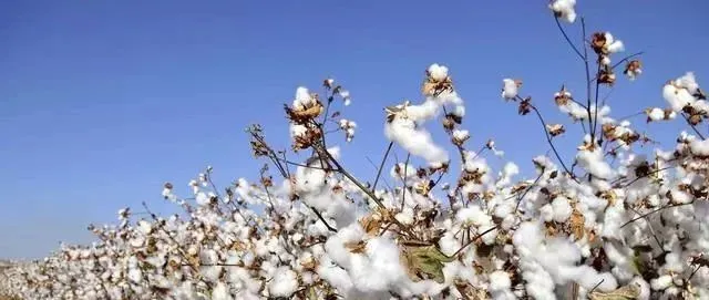扣留数百个中国集装箱/禁止出口口罩/关闭棉花市场;还要对百余种中国商品加征关税?