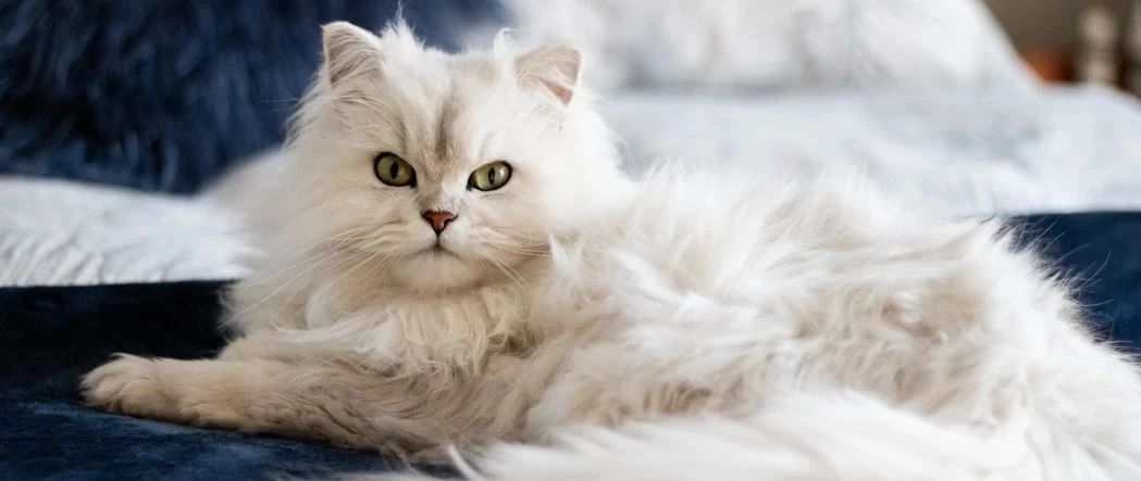 “宅经济”下的跨境电商五大机遇，速看！