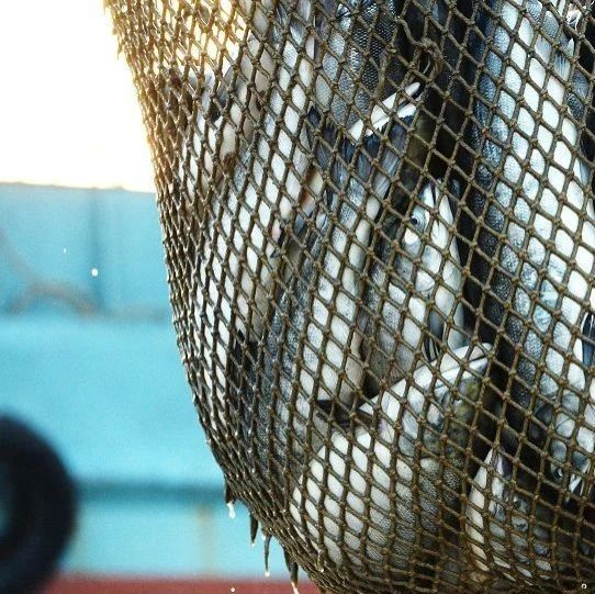 俄罗斯解除因新冠疫情采取的中国活体鱼类和观赏动物进口禁令